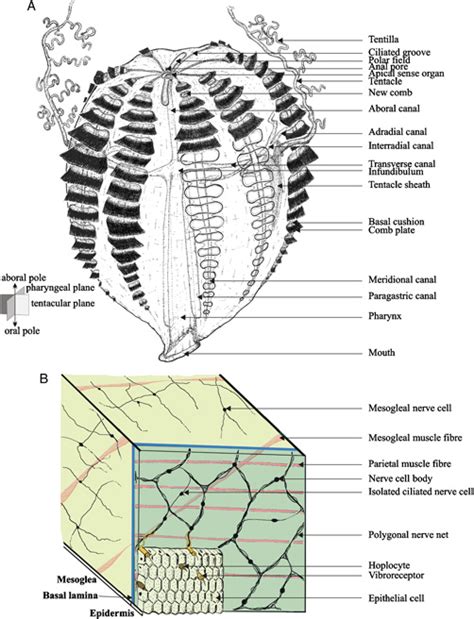 A) General organization of Pleurobrachia pileus (from Jager et al ...