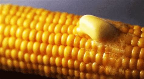 Corn Butter GIF – Corn Butter Melt – Ищите GIF-файлы и обменивайтесь ими