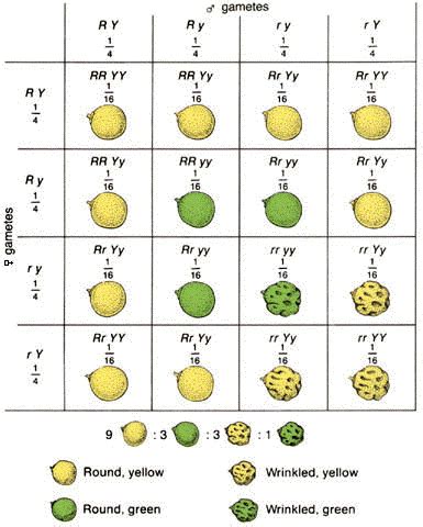 Dihybrid Punnett Square Ratio : Dihybrid Cross Definition Examples And Quiz Biology Dictionary ...