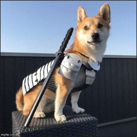 Samurai Doge ! - Imgflip