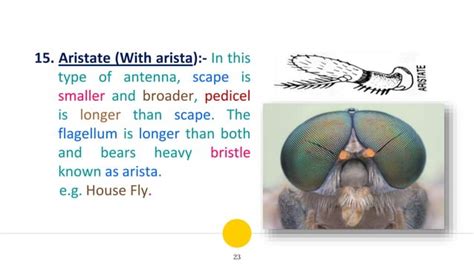 Insect Antennae: Structure, Functions and Their Modifications