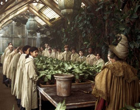 ‘Mandrake’ pictures — Harry Potter Fan Zone