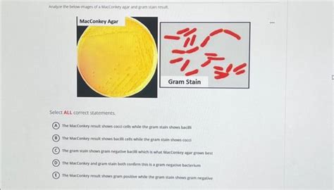 Solved Analyze the below images of a MacConkey agar and gram | Chegg.com