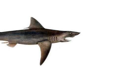 The Ganges shark: a critically endangered species