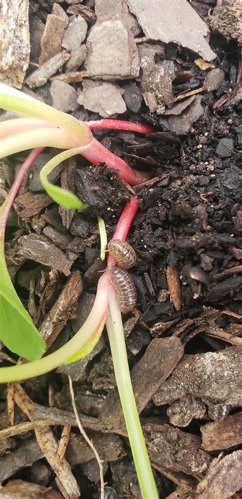 Help! Rollie Pollies have turned to eating the living (garden plants)! Organic Gardening ...