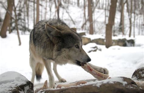 Animals at Cleveland Metroparks Zoo take Cleveland winter in stride | Cleveland metroparks ...