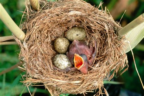 What does a baby cuckoo look like, do they steal other birds nests and what does their call ...