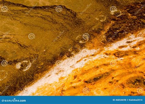 Bison Footprints In A Thermal Spring Stock Photography | CartoonDealer.com #46854698