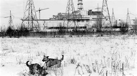 There’s something odd about the dogs living at Chernobyl - The Atlantic