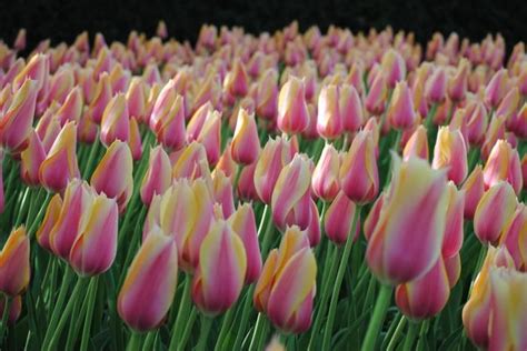 Tulipa single late 'Blushing Beauty' Tulip from ADR Bulbs | Bulb, Tulips, Plants