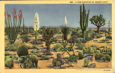 A Few Varieties Of Desert Cacti Cactus & Desert Plants