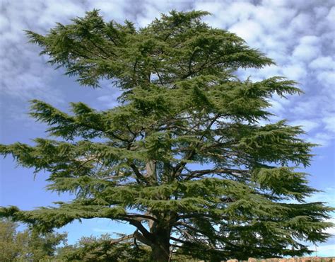 Cèdre : plantation, taille et conseils d'entretien