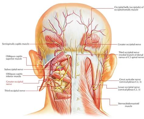 Occipital Nerve Block — NUEM Blog