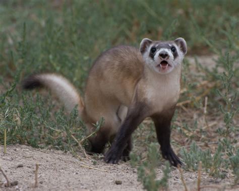 CSU grad student researches plague vaccine to protect endangered black-footed ferrets - College ...