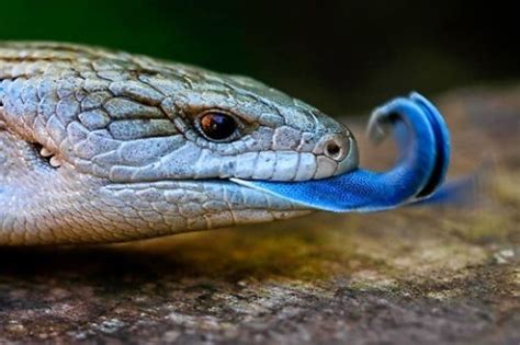 Blue Tongue Skink Facts | Anatomy, Diet, Habitat, Range - Animals Time