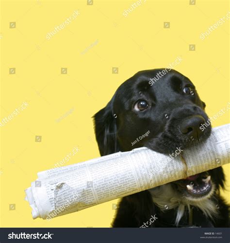 Black Dog With Rolled Up Newspaper Stock Photo 14601 : Shutterstock