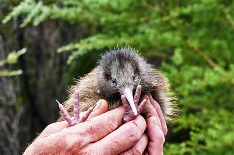 Wild Kiwi Chicks Hatch In New Zealand’s Capital For First Time In Over 150 Years | IFLScience