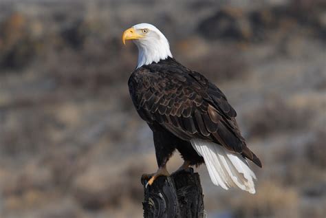 An Adult Bald Eagle | USFWS Pacific Southwest Region | Flickr