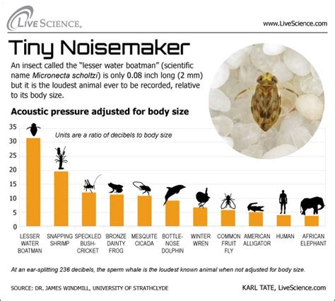 Dissecting Decibels: The Loudest Animals (Infographic) | Live Science