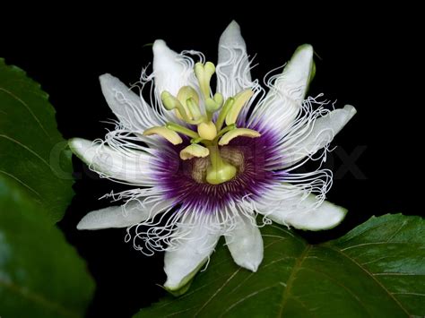 Passiflora edulis | Stock image | Colourbox