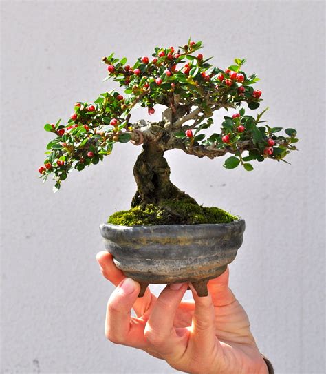 Cotoneaster de Paco Castillo | Cotoneaster bonsai, Bonsai art, Indoor ...