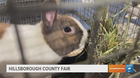 Hillsborough County Fair kicks off this weekend | wtsp.com