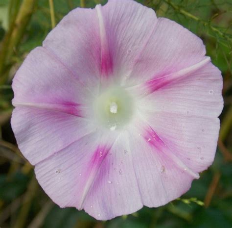 Light Pink Morning Glory - Photo by Alan Wiltsie | Flowers, Morning glory, Pink