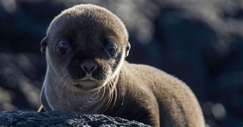 Sea Lion Pups Roll in the Sand, Inspire SPF Meme | Teen Vogue