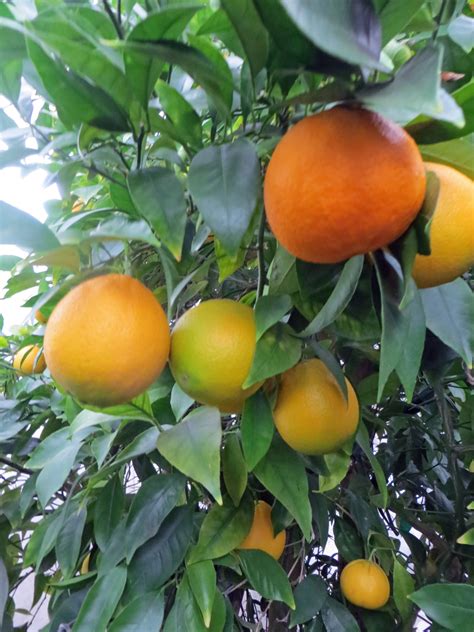 Growing citrus trees in Lower Mainland, B.C - Caramel & Parsley