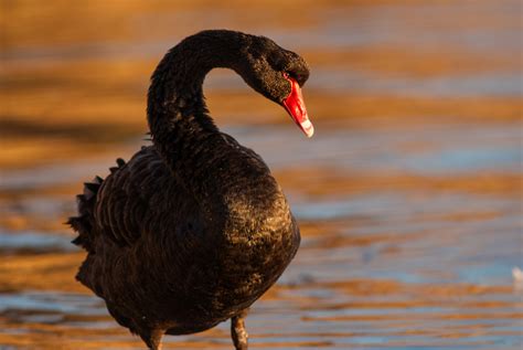 Black Swan | Sean Crane Photography