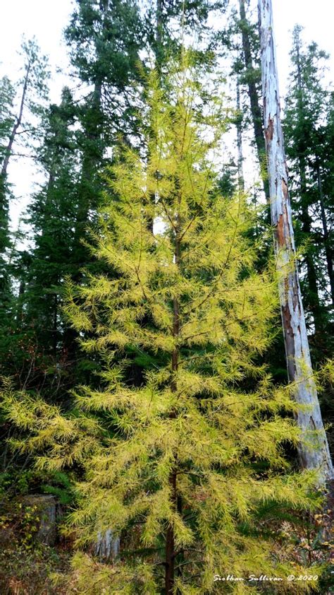 Western larch - A beauty in gold: Thursday Tree Love - bend branches