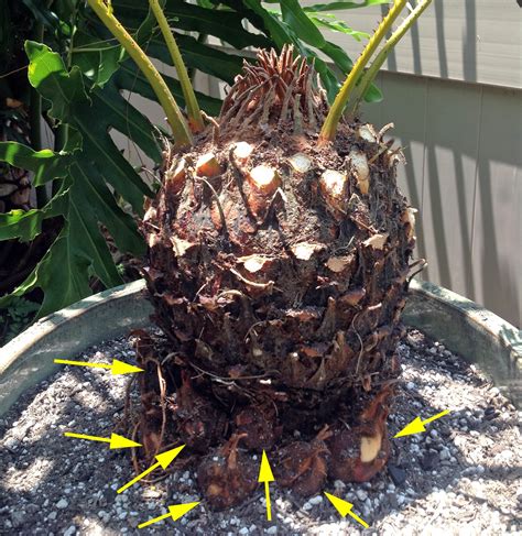 Brad's Tropical Paradise: Rooting sago palm pups for more plants