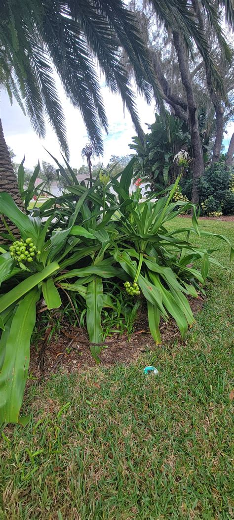 5 Crinum Lily Plant Seeds. - Etsy