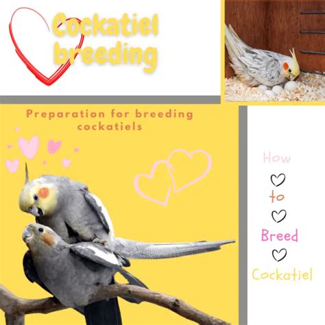 Cockatiel breeding - Preparation for breeding cockatiels