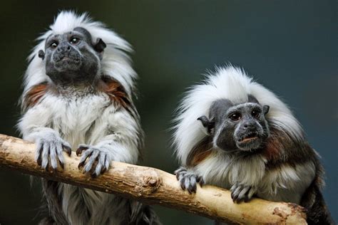 Pin by Sandi Sellars on Cotton Top Tamarins | Wild animals photography, Endangered animals, Zoo ...