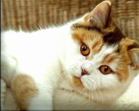 Calico Cats Wallpapers - Wallpaper Cave