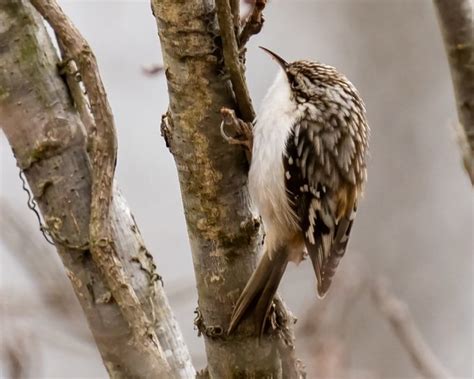 How to Identify and Attract a Brown Creeper - Birds and Blooms