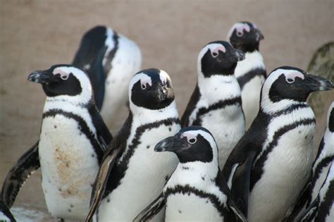 How Do Penguins Avoid Predators? | Avianbird