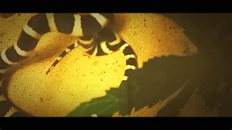 California kingsnake feeding - YouTube