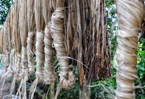 Jute: The golden fibre | How it is cultivated [Images] - Textile Apex