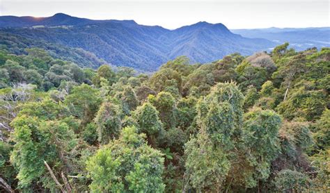 Dorrigo National Park | NSW National Parks