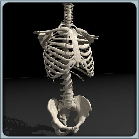 human torso skeleton 3d 3ds