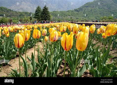 tulip garden in kashmir Stock Photo - Alamy