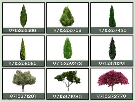 the different types of trees are shown in this image, and there is also ...