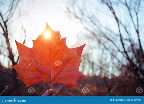 Fall color Maple leaf stock image. Image of cutout, background - 81872885