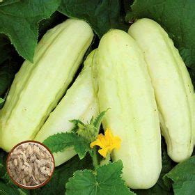 White Cucumber Seeds Garden Balcony Vegetable Fruit Cucumber See - SD96030 - $3.50 - SeedsDay