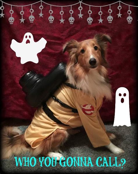 Ghostbusters Dog Costume | BaxterBoo