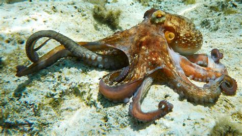 Octopuses Might Change Colors For More Reasons Than Just Camouflage