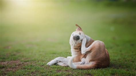 Canine and Feline Allergies - Quartz Hill Veterinary Clinic