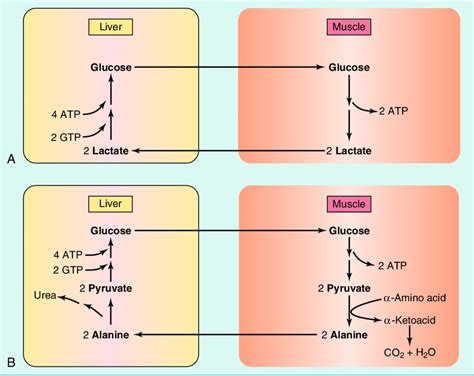 22 Cori cycle (A) and alanine cycle (B). ATP, Adenosine triphosphate ...